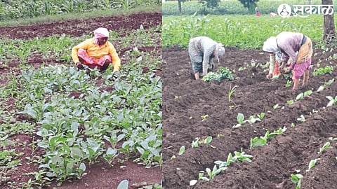 Prakash Patil's field during harvesting of plant for flower cultivation by women laborers & flower cultivation in progress