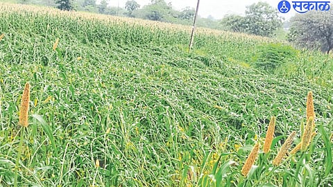 The millet crop of Khandu Thorat here was washed away due to rain and wind.