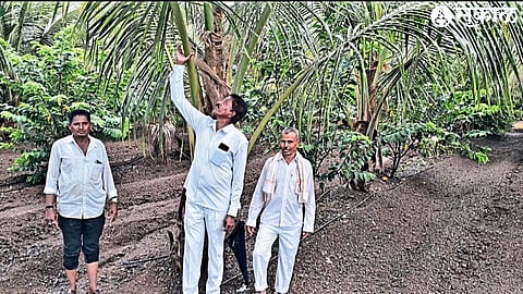 Bhagwan Patil, a farmer of Shahapur, getting information about coconut cultivation from farmer Ramesh Jiri.