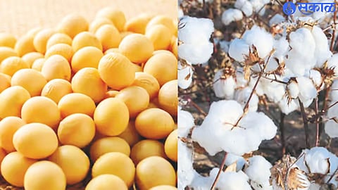 cotton Soybean Subsidy :