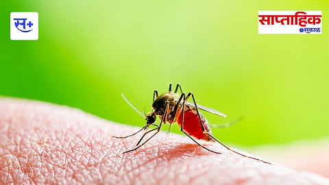 dengue