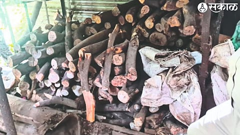 Stock of Sandalwood seized by Forest Department