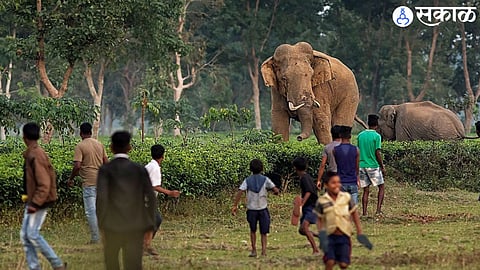 AI App to prevent Elephant-Human Conflicts