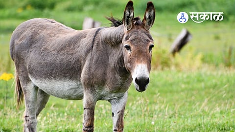 donkey