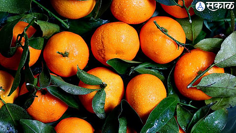 Orange Fruit Farming