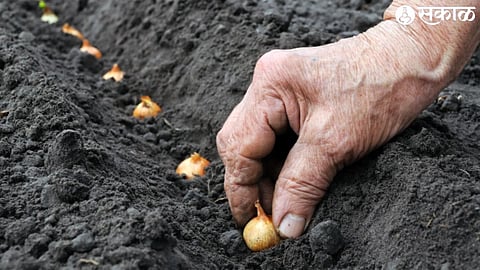 onion sowing