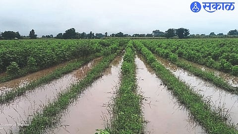 Stagnant water in Mohan Shende's cotton fields.