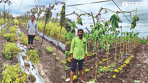 Farmers watching the loss of tomato crops in despair & the loss of pumpkin crops at mukhed