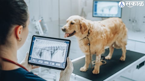 animals get sick and need treatment and care Veterinary medicine such branch of science know details