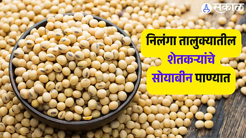 निलंगा तालुक्यातील शेतकऱ्यांचे सोयाबीन पाण्यात
