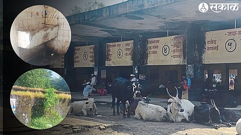 Bus stand sheltered for stray animals, drinking water taps locked & toilets in disrepair and unsanitary condition