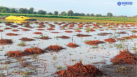 matola Crop Damage