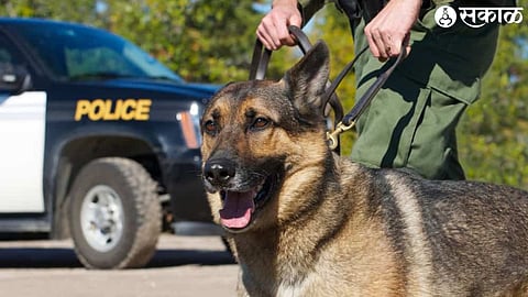 sniffer dogs police