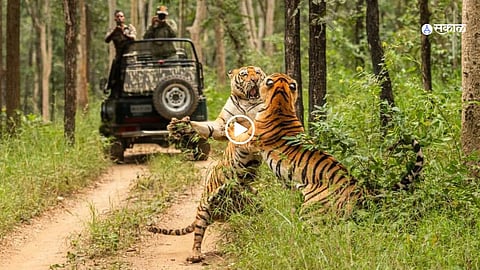 A breathtaking moment captured during the fierce encounter between two tigresses in Khursapar, leaving safari tourists mesmerized.