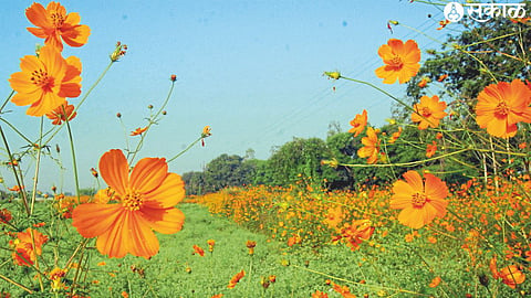 'Son Kusum' blooming in open spaces
