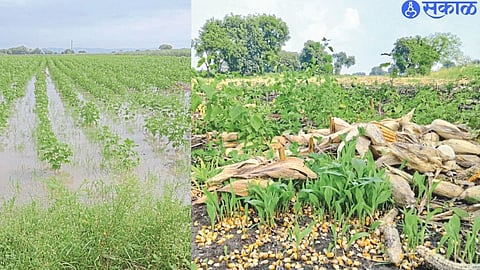 Maize shoots due to rain. Submerged cotton crop.