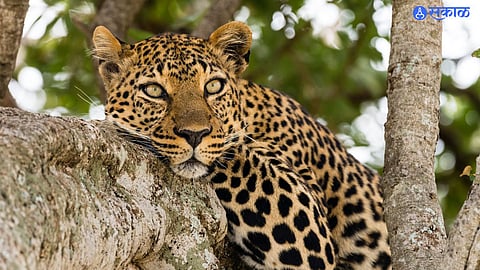 Leopard Attack