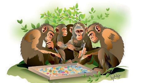 Monkey