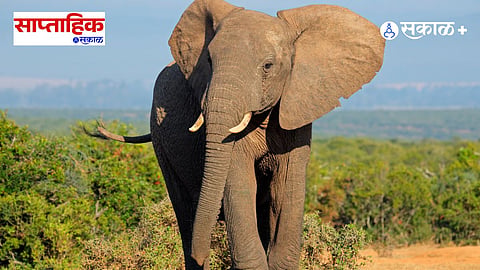 african elephant
