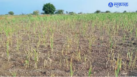 Jowar Crop