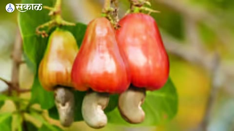 Cashew