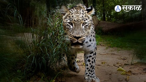 Leopard Attack