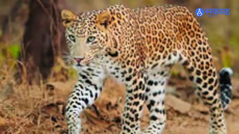 With leopard sightings increasing in Khandaj village of Baramati taluka, the Gram Panchayat has urged the Forest Department and other authorities to take immediate safety measures, including installing cages, increasing patrols and ensuring uninterrupted power supply.