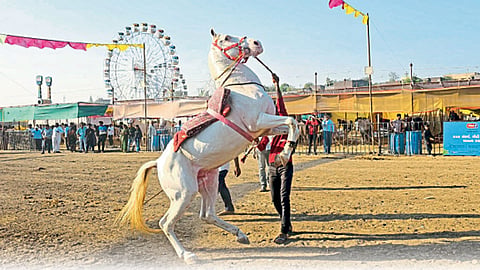 Horse