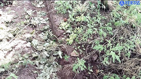 Damage vineyard