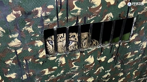 Leopard