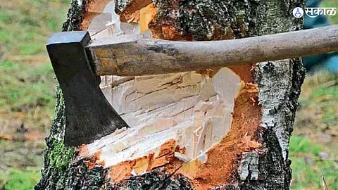 Tree Cutting