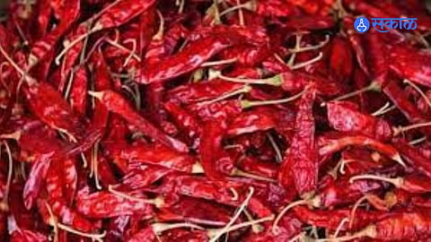 Chili Arrival