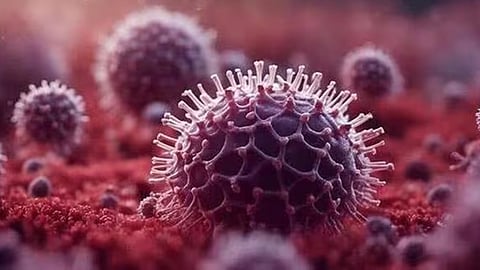 hmpv virus