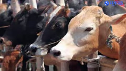 Rescue of cows