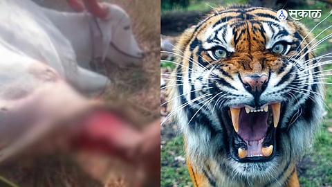 Tiger Terror