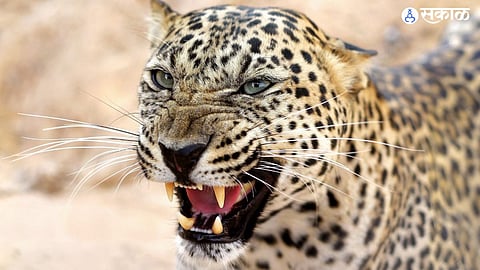 Leopard Attack