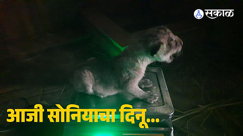 Lion Cub Born