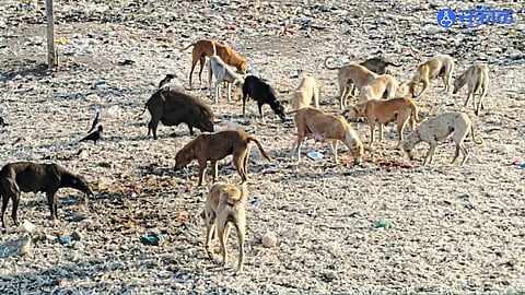 Stray dogs