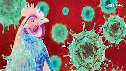 Bird Flu