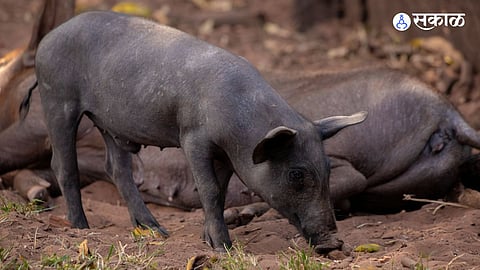 Another five pigs were found dead in Kothrud, bringing the total death toll to 47. Authorities await blood sample reports for further investigation.