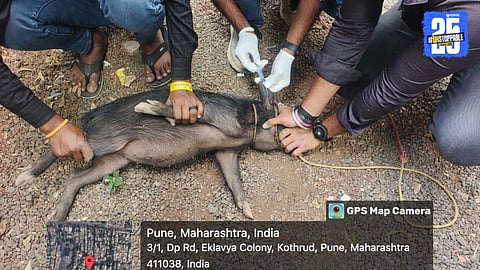 Pig Death