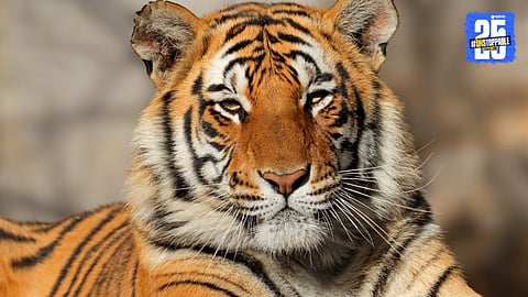 Ajit Rajgond, notorious poaching gang leader, arrested after 11 years