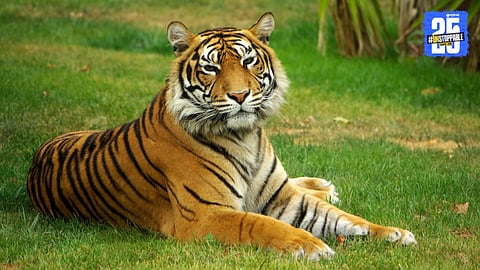Tiger Capture Mission