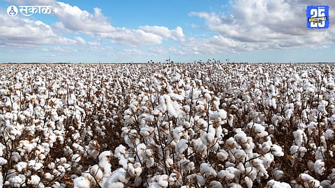 Cotton Farming
