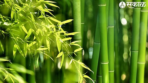 Bamboo Farming