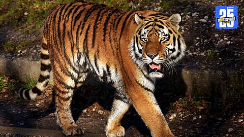 Save Tigers