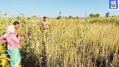 Police seize over 1.25 lakh worth of opium after uncovering illegal cultivation in jowar fields in Sarola Kasar."