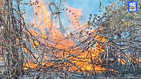 Forest Fire