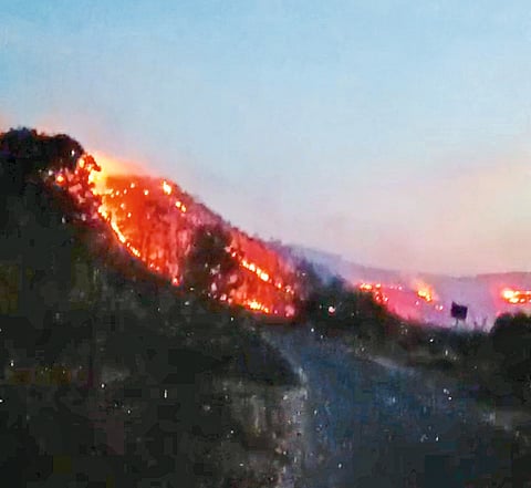 खेडमधील वनसंपदेला वणव्यांचे ग्रहण