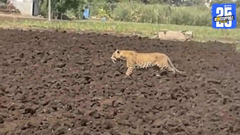 Leopard Near School